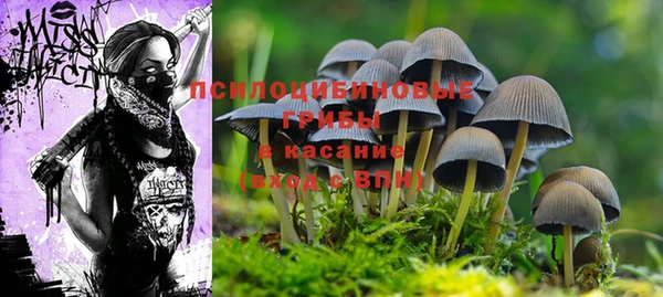 прущие грибы Армянск